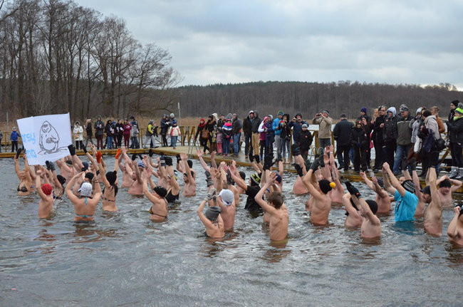 Czy mors zastąpi byka na plastronie? (zdjęcia)