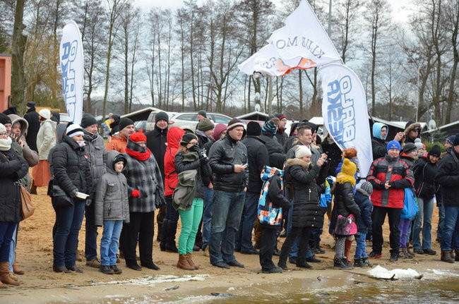 Czy mors zastąpi byka na plastronie? (zdjęcia)