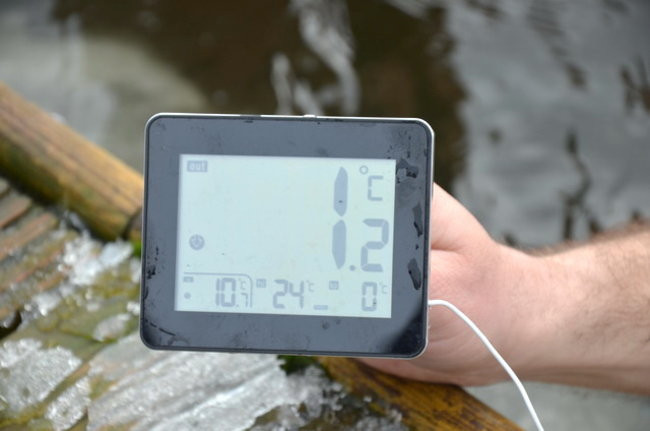 Raki pouciekały w trzciny (zdjęcia)