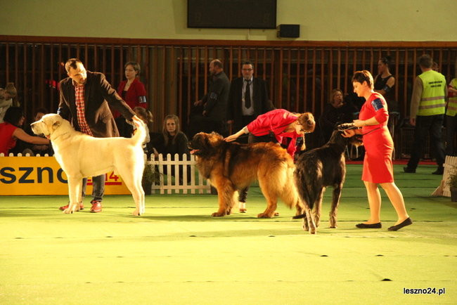Samar zwyciężył w Trapezie (zdjęcia)
