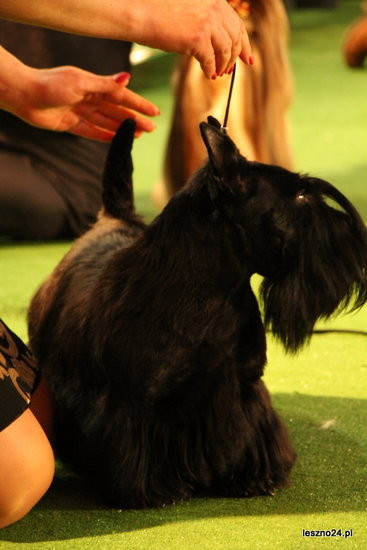 Samar zwyciężył w Trapezie (zdjęcia)