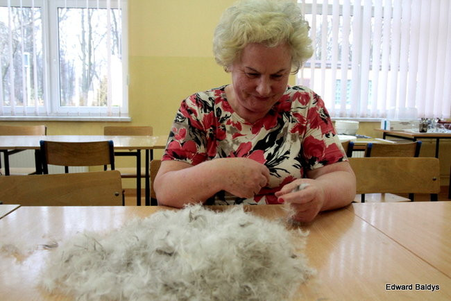 Darcie pierza w Kąkolewie (zdjęcia)