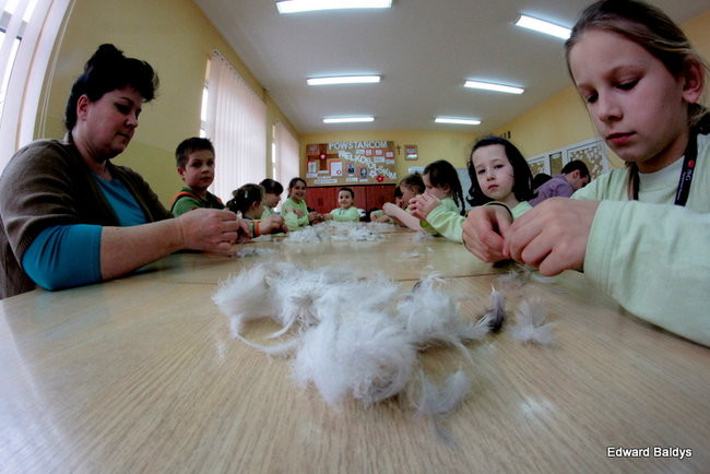 Darcie pierza w Kąkolewie (zdjęcia)