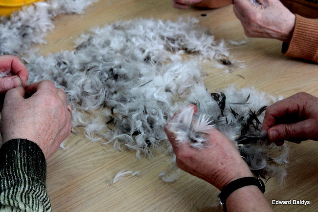 Darcie pierza w Kąkolewie (zdjęcia)