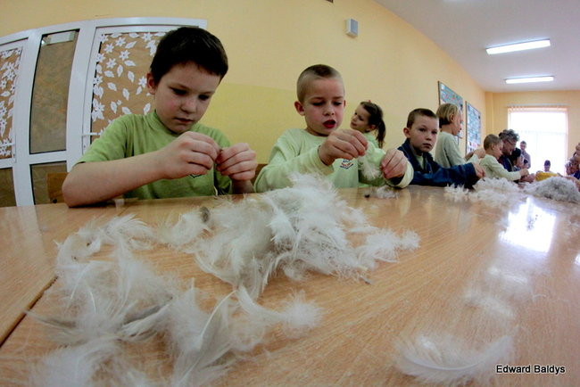 Darcie pierza w Kąkolewie (zdjęcia)