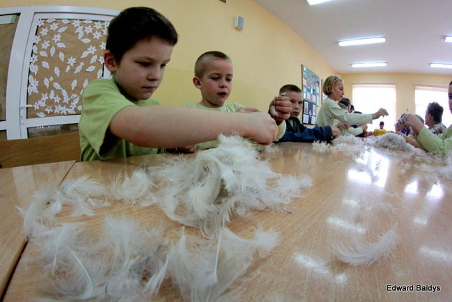 Darcie pierza w Kąkolewie (zdjęcia)