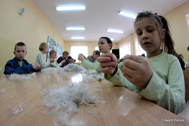 Darcie pierza w Kąkolewie (zdjęcia)