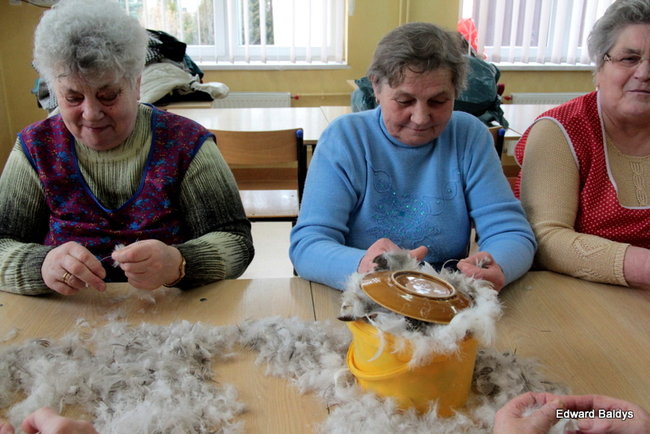 Darcie pierza w Kąkolewie (zdjęcia)
