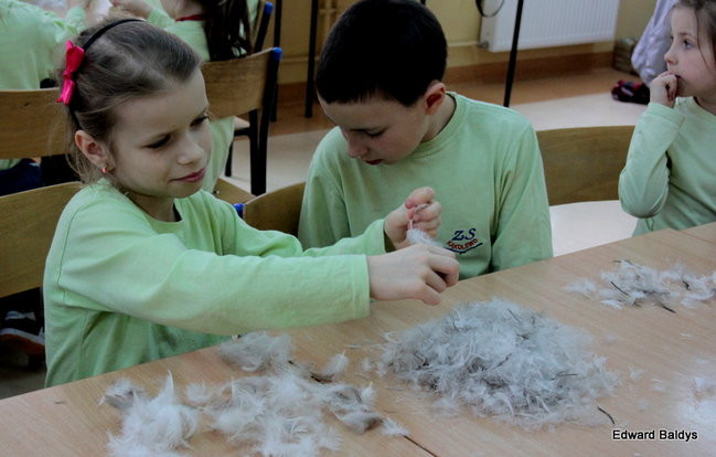 Darcie pierza w Kąkolewie (zdjęcia)