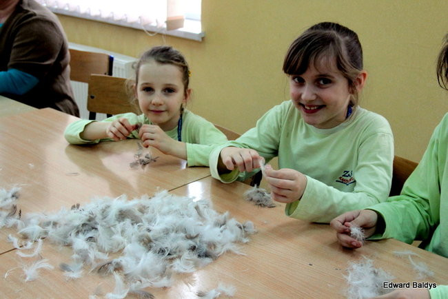 Darcie pierza w Kąkolewie (zdjęcia)