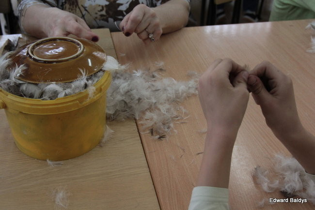 Darcie pierza w Kąkolewie (zdjęcia)