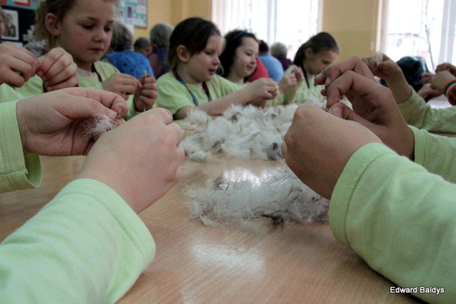 Darcie pierza w Kąkolewie (zdjęcia)