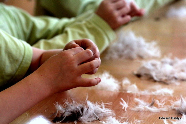 Darcie pierza w Kąkolewie (zdjęcia)