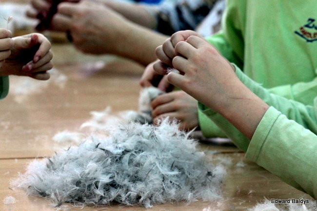 Darcie pierza w Kąkolewie (zdjęcia)