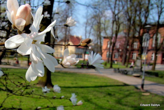 Wiosna eksplodowała! (zdjęcia)