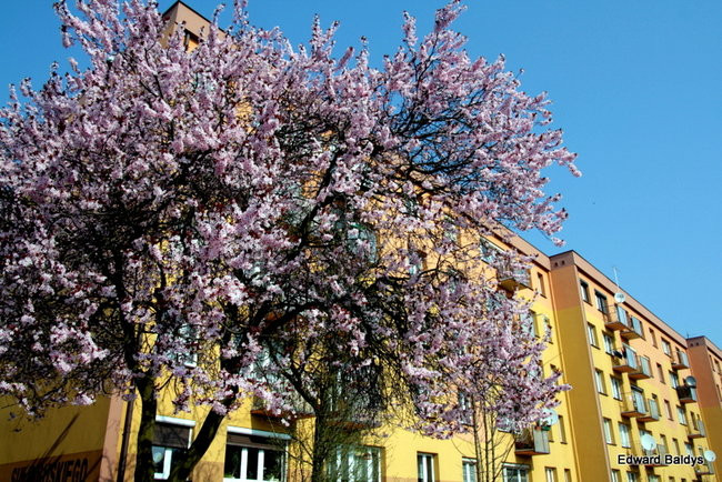 Wiosna eksplodowała! (zdjęcia)