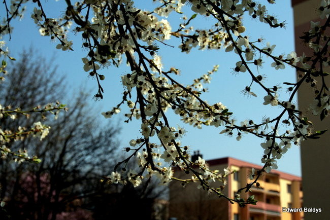 Wiosna eksplodowała! (zdjęcia)