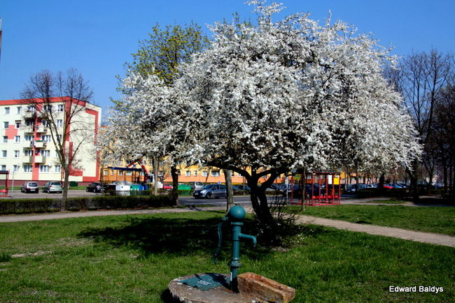 Wiosna eksplodowała! (zdjęcia)