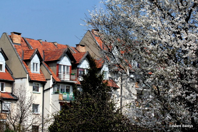 Wiosna eksplodowała! (zdjęcia)