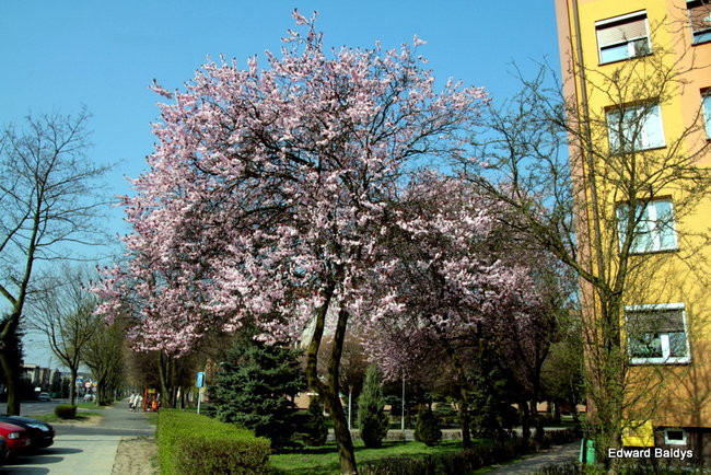 Wiosna eksplodowała! (zdjęcia)