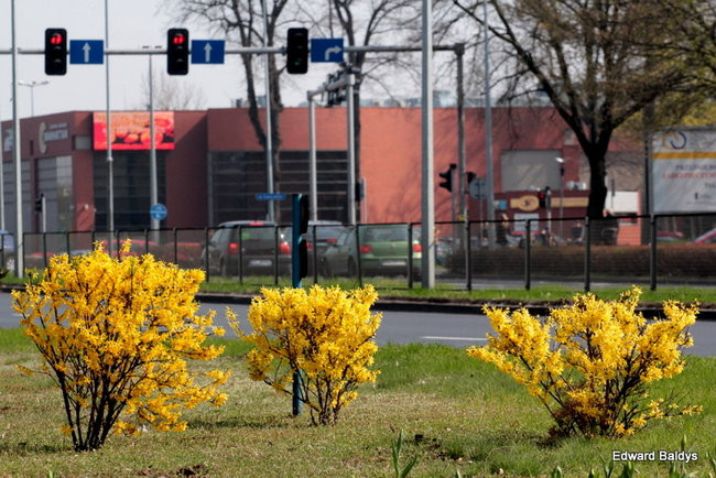 Wiosna eksplodowała! (zdjęcia)