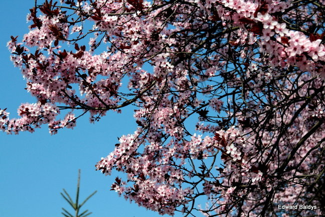 Wiosna eksplodowała! (zdjęcia)