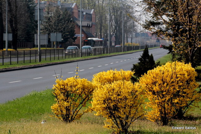 Wiosna eksplodowała! (zdjęcia)