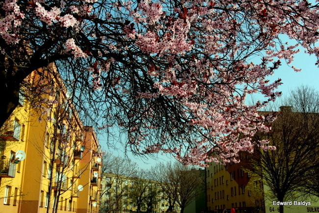 Wiosna eksplodowała! (zdjęcia)