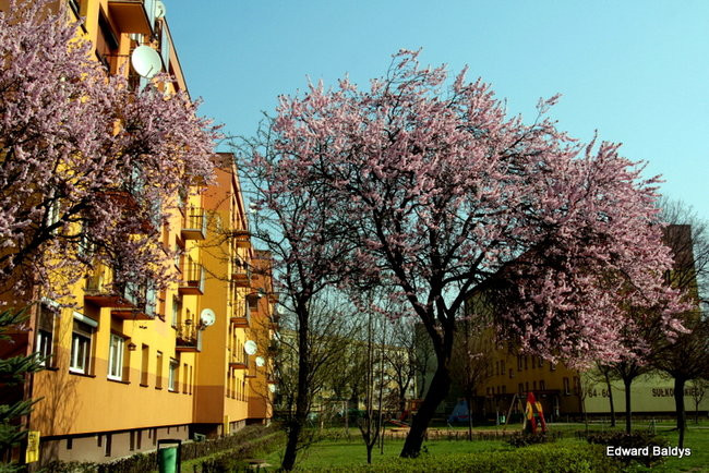 Wiosna eksplodowała! (zdjęcia)