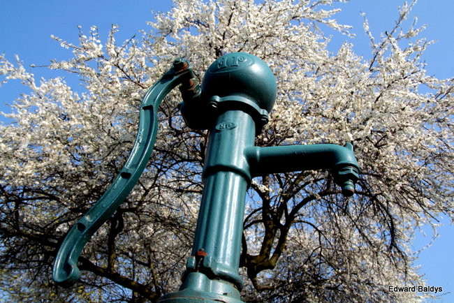 Wiosna eksplodowała! (zdjęcia)