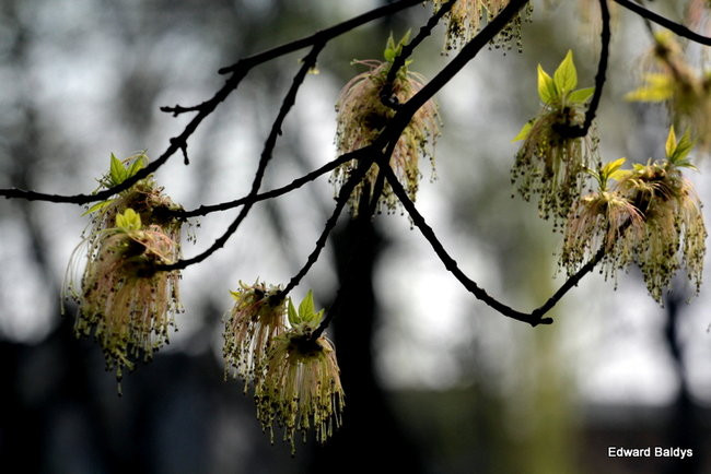 Wiosna eksplodowała! (zdjęcia)