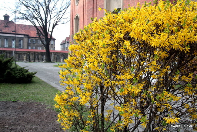 Wiosna eksplodowała! (zdjęcia)