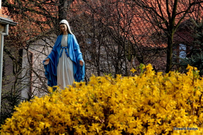 Wiosna eksplodowała! (zdjęcia)