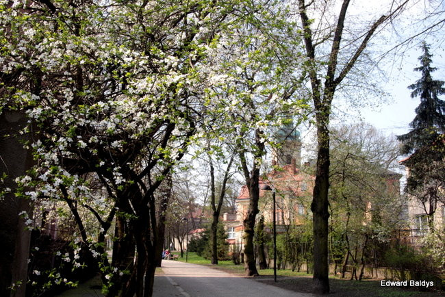 Wiosna eksplodowała! (zdjęcia)