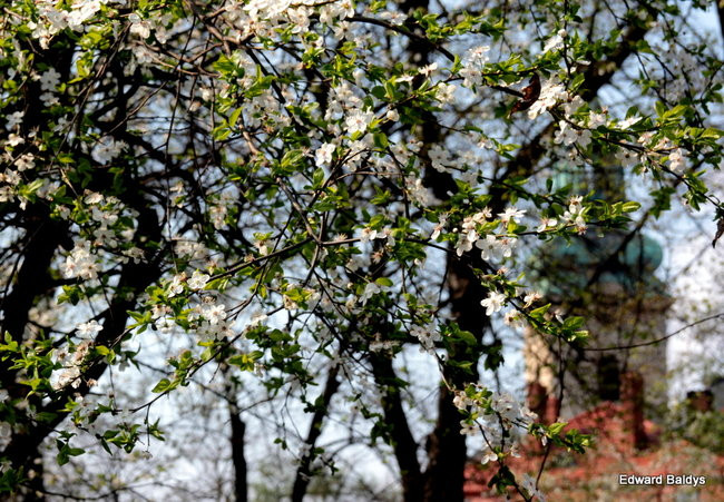Wiosna eksplodowała! (zdjęcia)