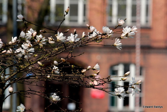 Wiosna eksplodowała! (zdjęcia)