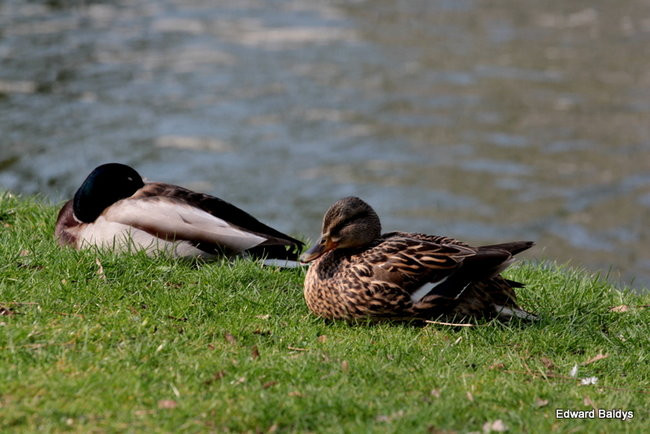 Wiosna eksplodowała! (zdjęcia)