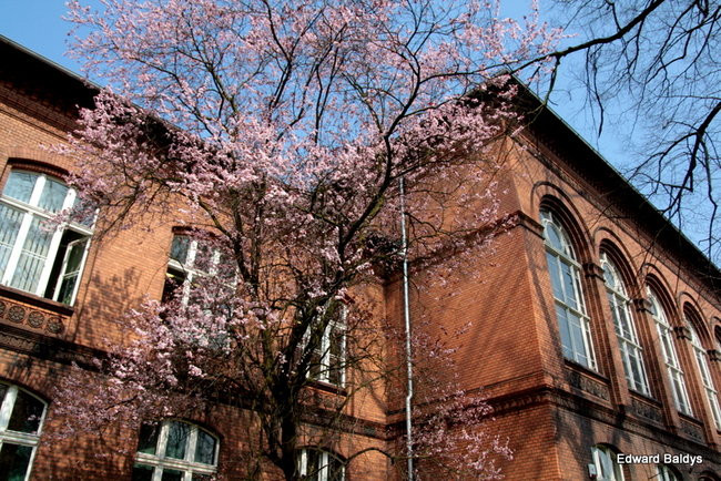 Wiosna eksplodowała! (zdjęcia)