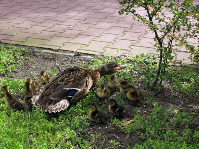 Kaczki-uciekinierki przewędrowały pół kilometra (zdjęcia i wideo)