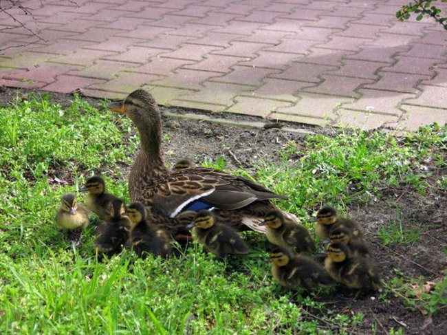 Kaczki-uciekinierki przewędrowały pół kilometra (zdjęcia i wideo)