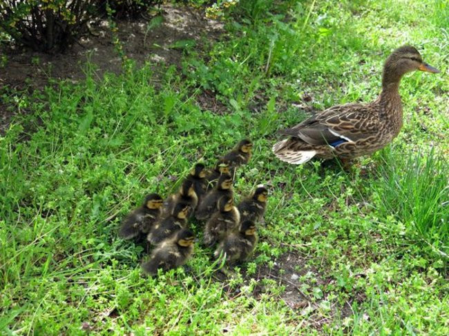Kaczki-uciekinierki przewędrowały pół kilometra (zdjęcia i wideo)