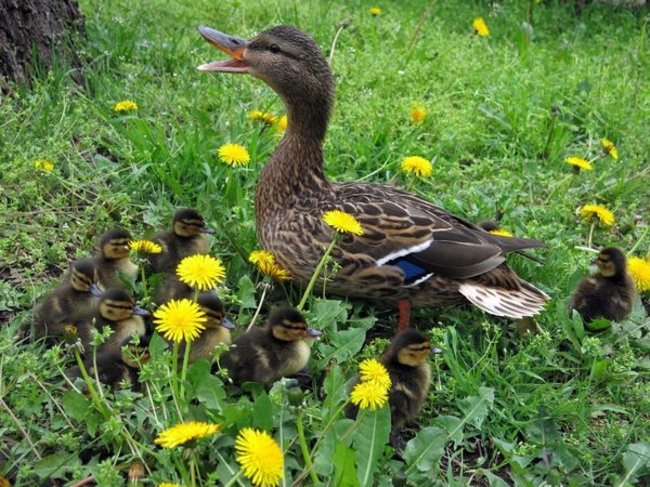 Kaczki-uciekinierki przewędrowały pół kilometra (zdjęcia i wideo)