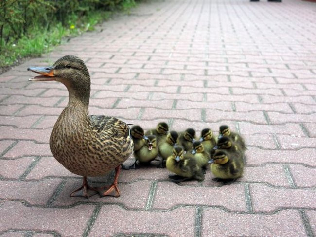 Kaczki-uciekinierki przewędrowały pół kilometra (zdjęcia i wideo)