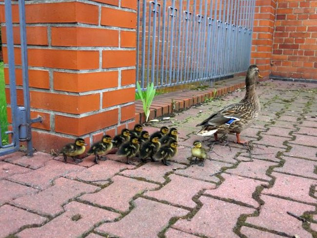 Kaczki-uciekinierki przewędrowały pół kilometra (zdjęcia i wideo)