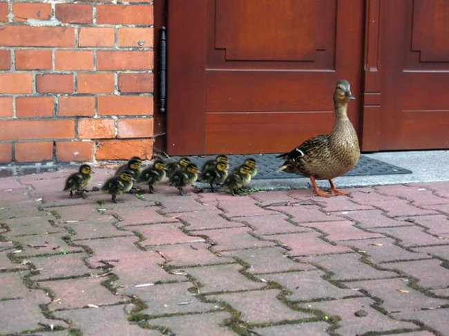 Kaczki-uciekinierki przewędrowały pół kilometra (zdjęcia i wideo)