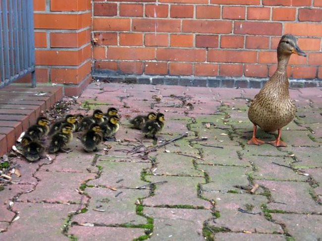 Kaczki-uciekinierki przewędrowały pół kilometra (zdjęcia i wideo)