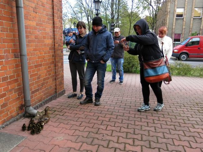 Kaczki-uciekinierki przewędrowały pół kilometra (zdjęcia i wideo)