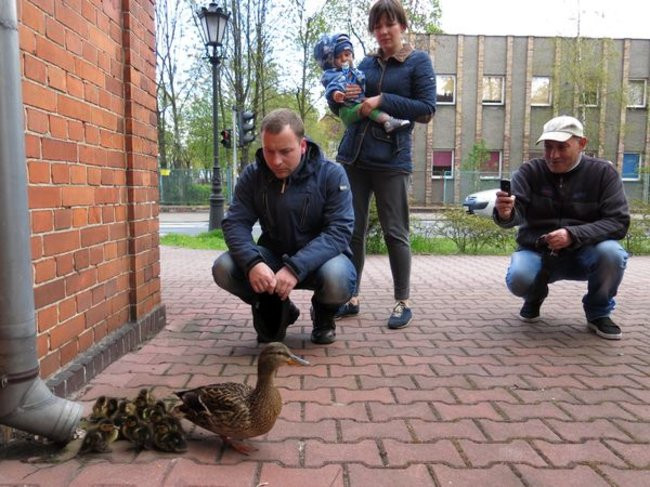 Kaczki-uciekinierki przewędrowały pół kilometra (zdjęcia i wideo)