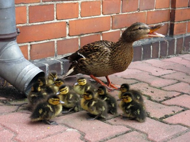 Kaczki-uciekinierki przewędrowały pół kilometra (zdjęcia i wideo)