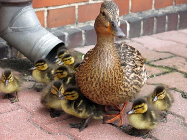 Kaczki-uciekinierki przewędrowały pół kilometra (zdjęcia i wideo)